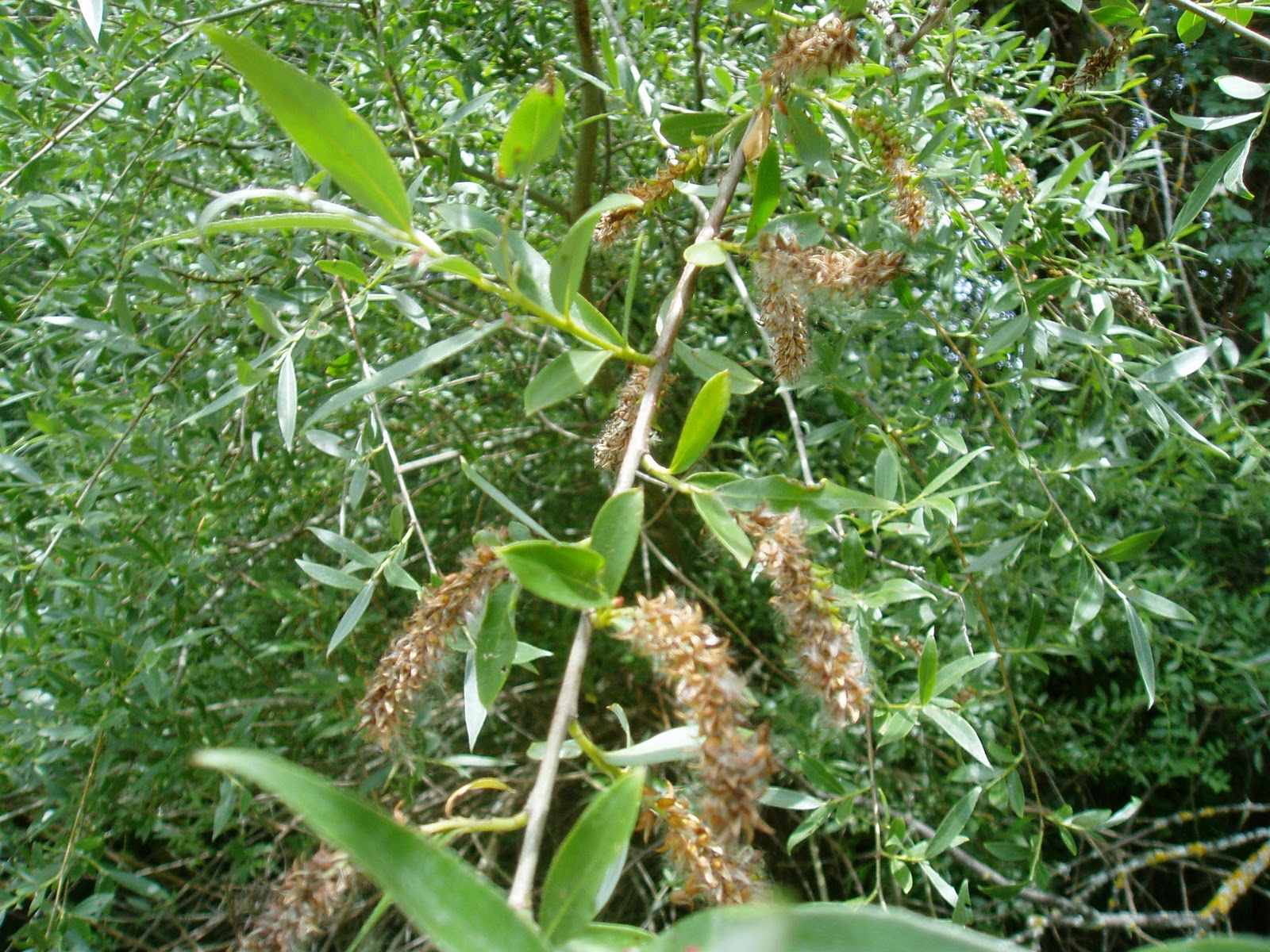 SAUCE Salix alba Plantas rioMoros