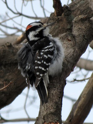 Male Hairy Woodpecker, Lake Ontario Park, Kingston, Canada