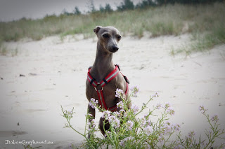 ABIGAIL Pustynny Wiatr Italian Greyhound