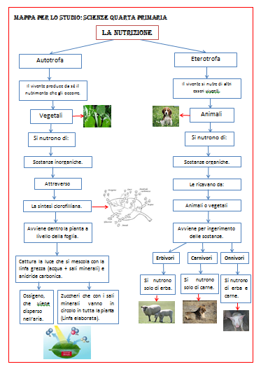 Mappa Per Lo Studio Di Quarta La Nutrizione