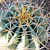 SUNSHINE AND SHADOW COVER THE CACTUS
