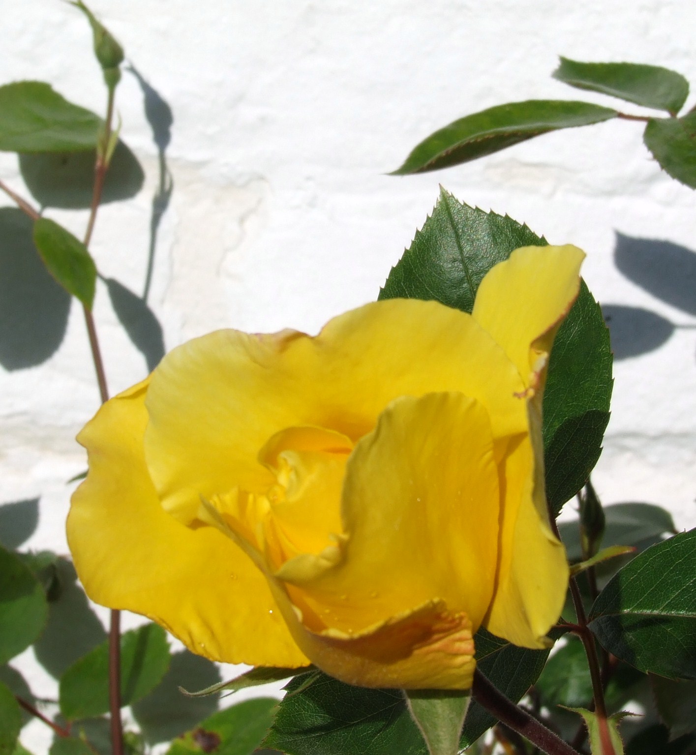 purple jasmine Flower Research
