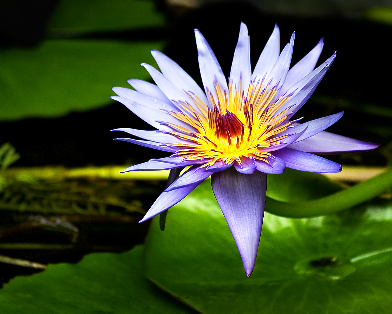 flowers water lily