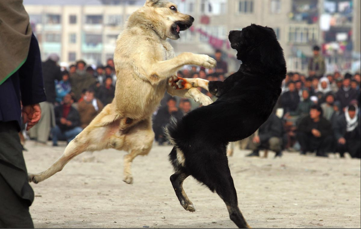 puppies fighting animal zoo animal fight animal fights animals fighting animal fighting animals puppies fighting animal zoo animal fight animal fights animals fighting animal fighting animals