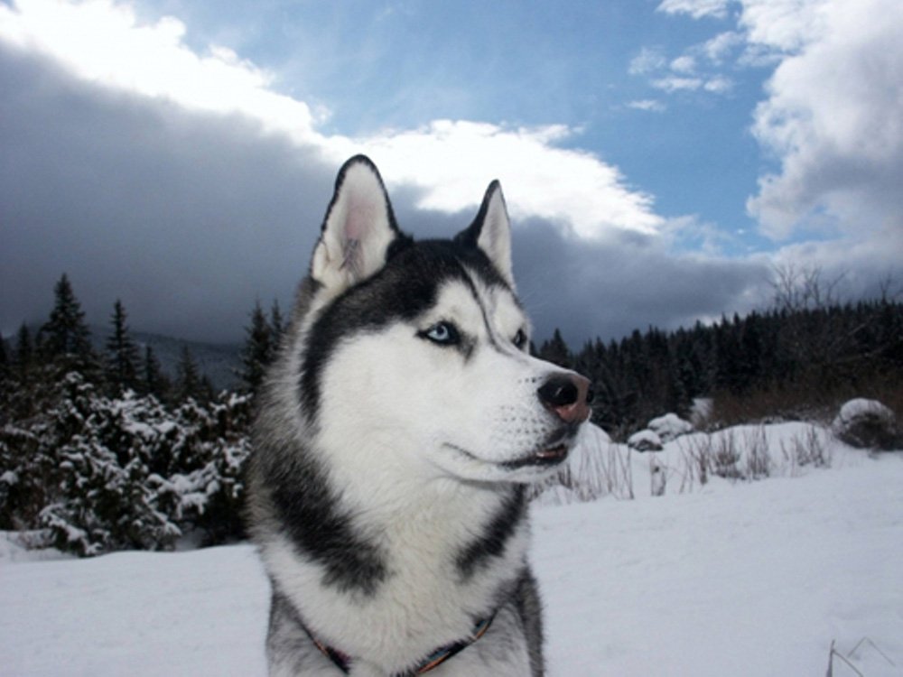 Perros siberian husky - Imagui