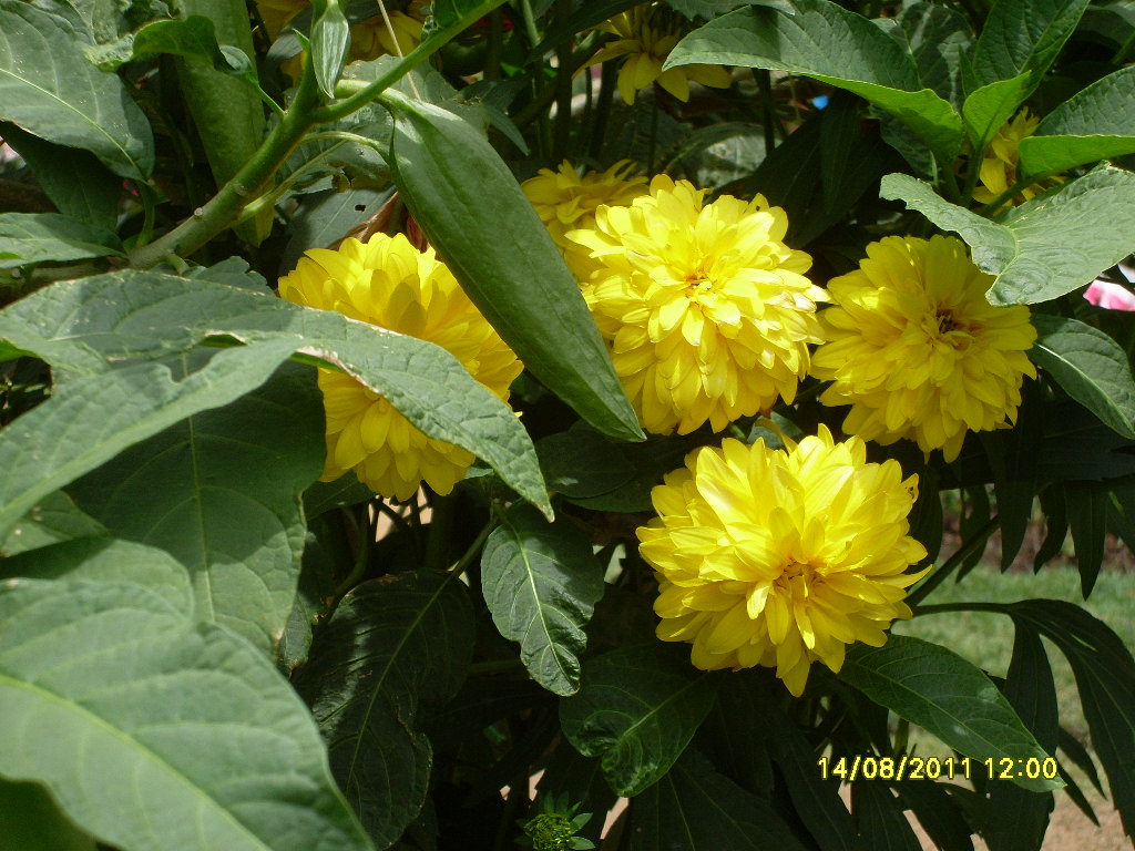 Beautiful Flower (Kapuru flower Peradeniya sri lanka) SL Image