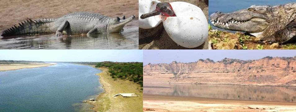 Chambal Sanrakshan Pahal (Chambal Conservation Initiatives)