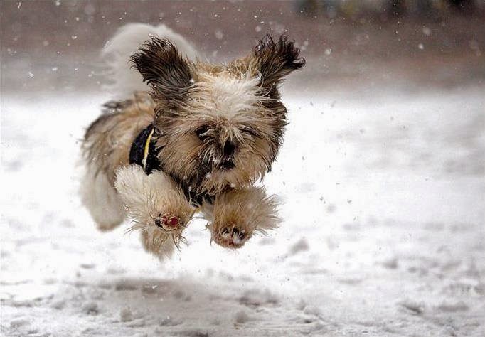 Can You Bathe A Dog In Winter Can You Bathe A Dog In Winter
