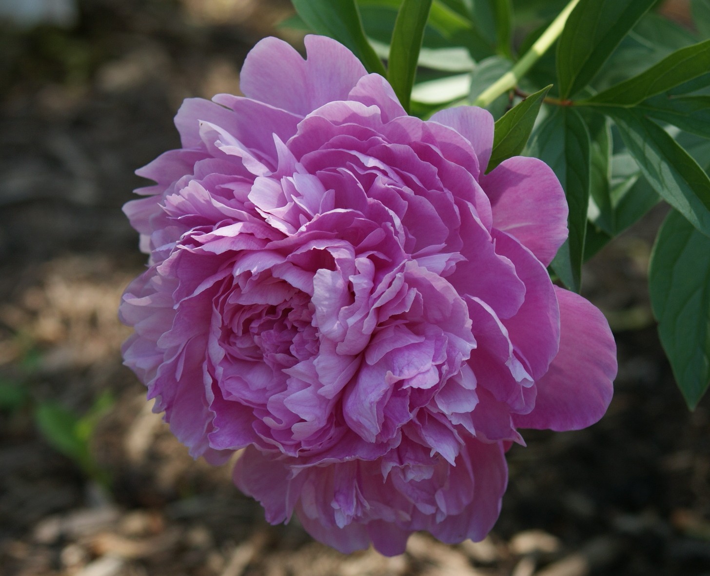 How far apart to plant peonies Idea