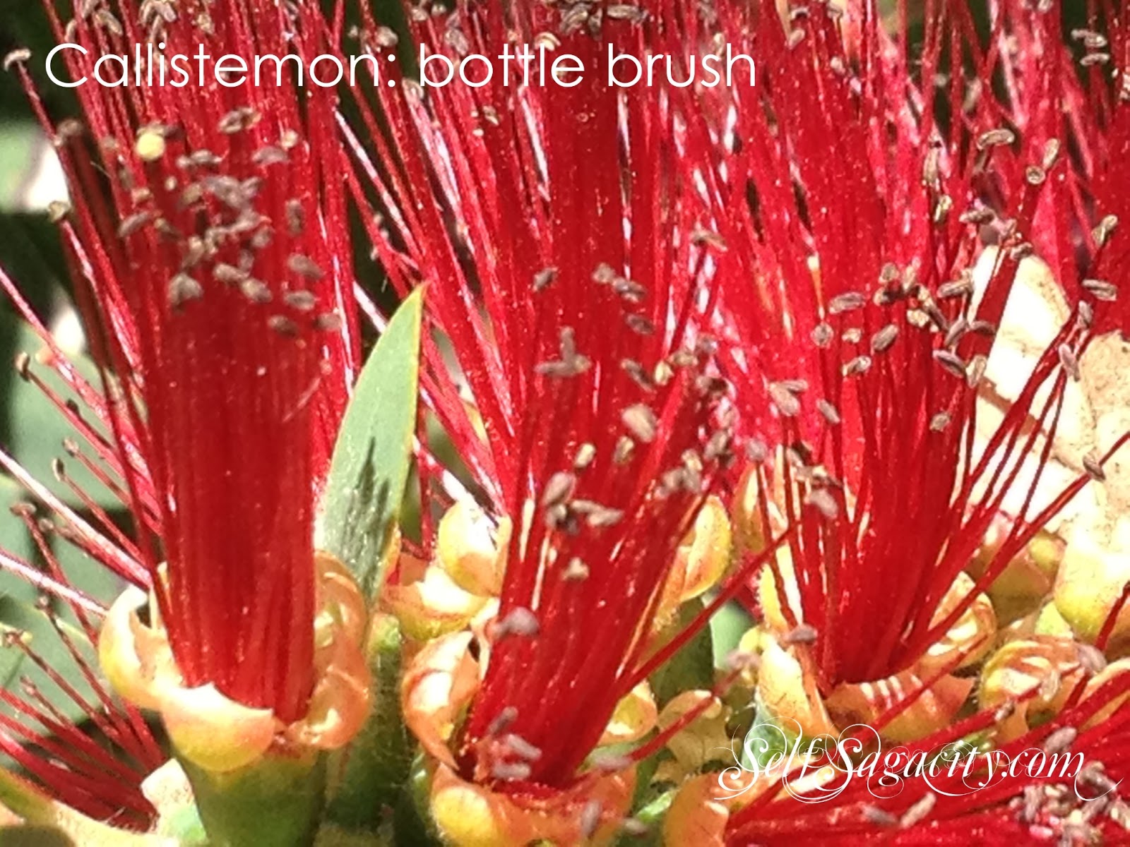 Red Callistemon: Red bottle brush flowers