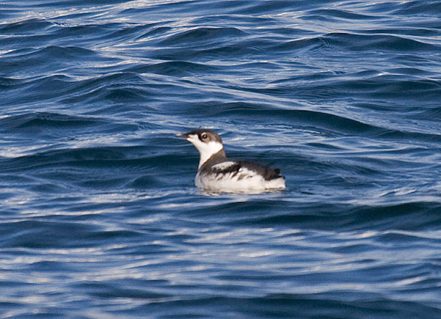 Marbled Murrelet Marbled Murrelet