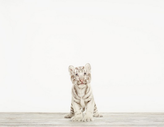 cute baby animal pictures, sharon montrose photos, baby animal pictures, cute baby tiger picture