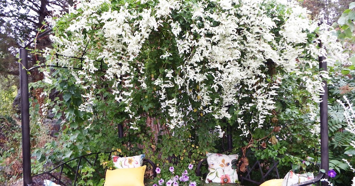 Gardening in Central Oregon Flowering Vines