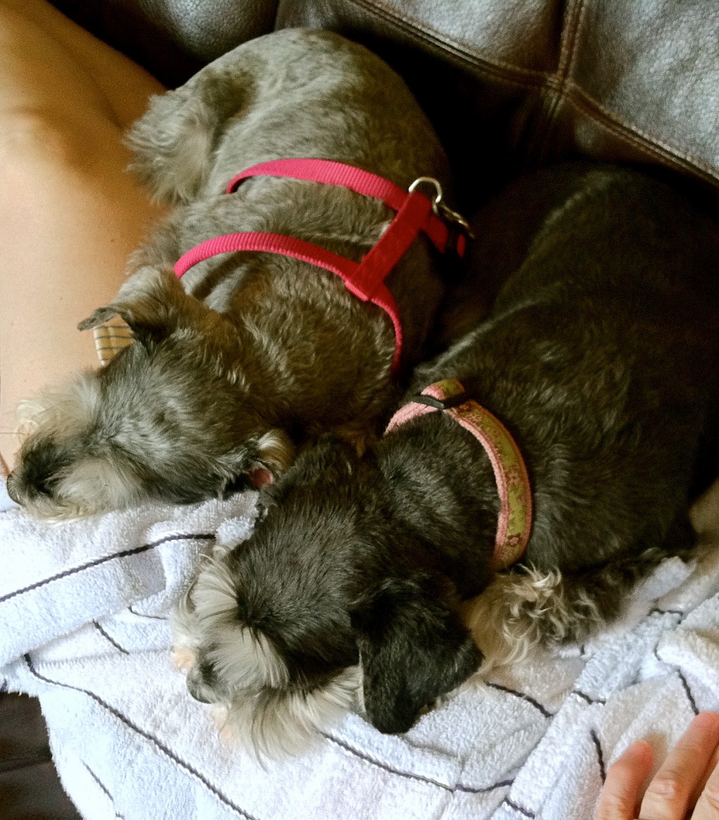 Giant Schnauzer Puppies For Sale In Virginia Beach Giant Schnauzer Puppies For Sale In Virginia Beach