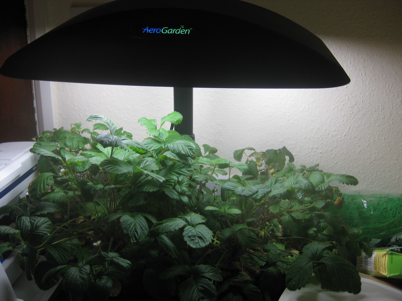 Alpine Strawberries in Aerogarden