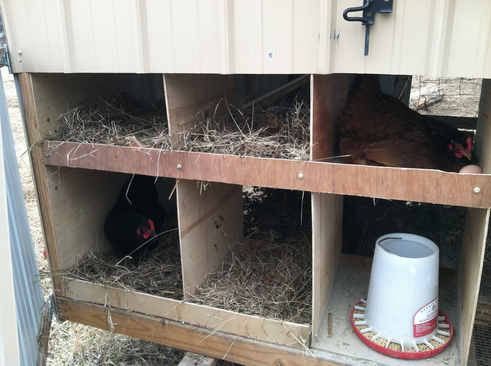 Homestead Catholic Refreshing the Nest Box Bedding