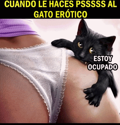 gato-erotico