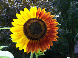 Two-tone Sun Flower
