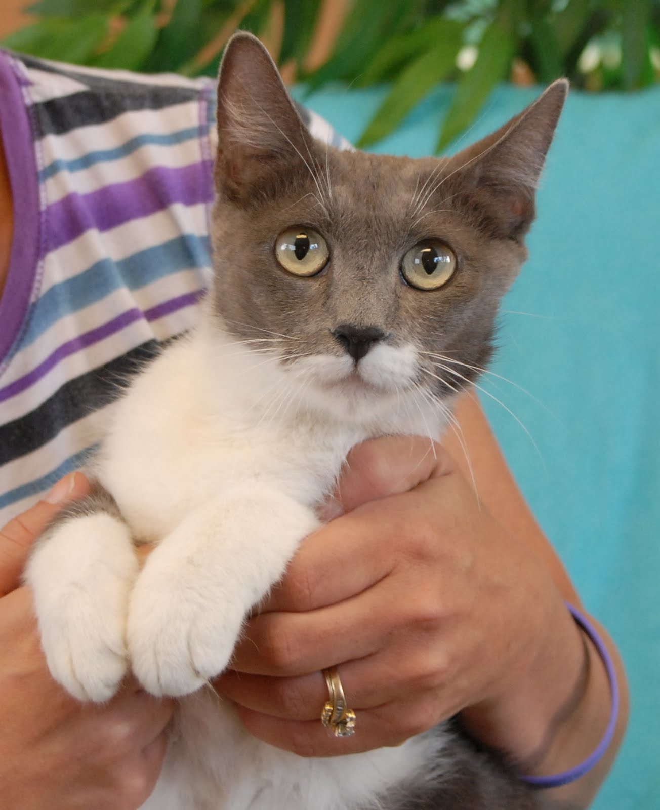 Patrice & her 8 baby kittens debut for adoption today!
