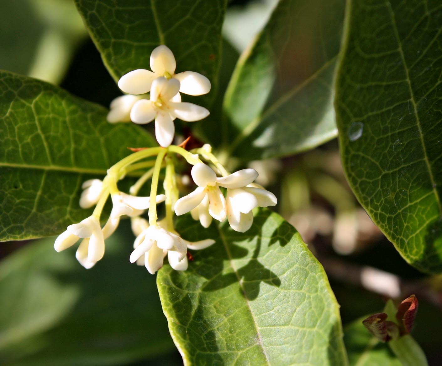 Southern Lagniappe Sweet Sweet Olive