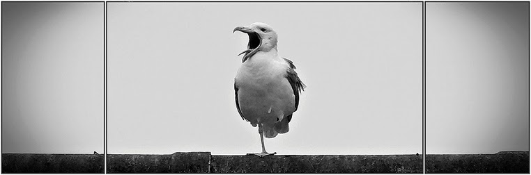 emphoka, photo of the day, Edy F, FujiFilm HS30 EXR emphoka, photo of the day, Edy F, FujiFilm HS30 EXR