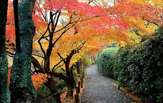 Wallpaper HD For Desktop