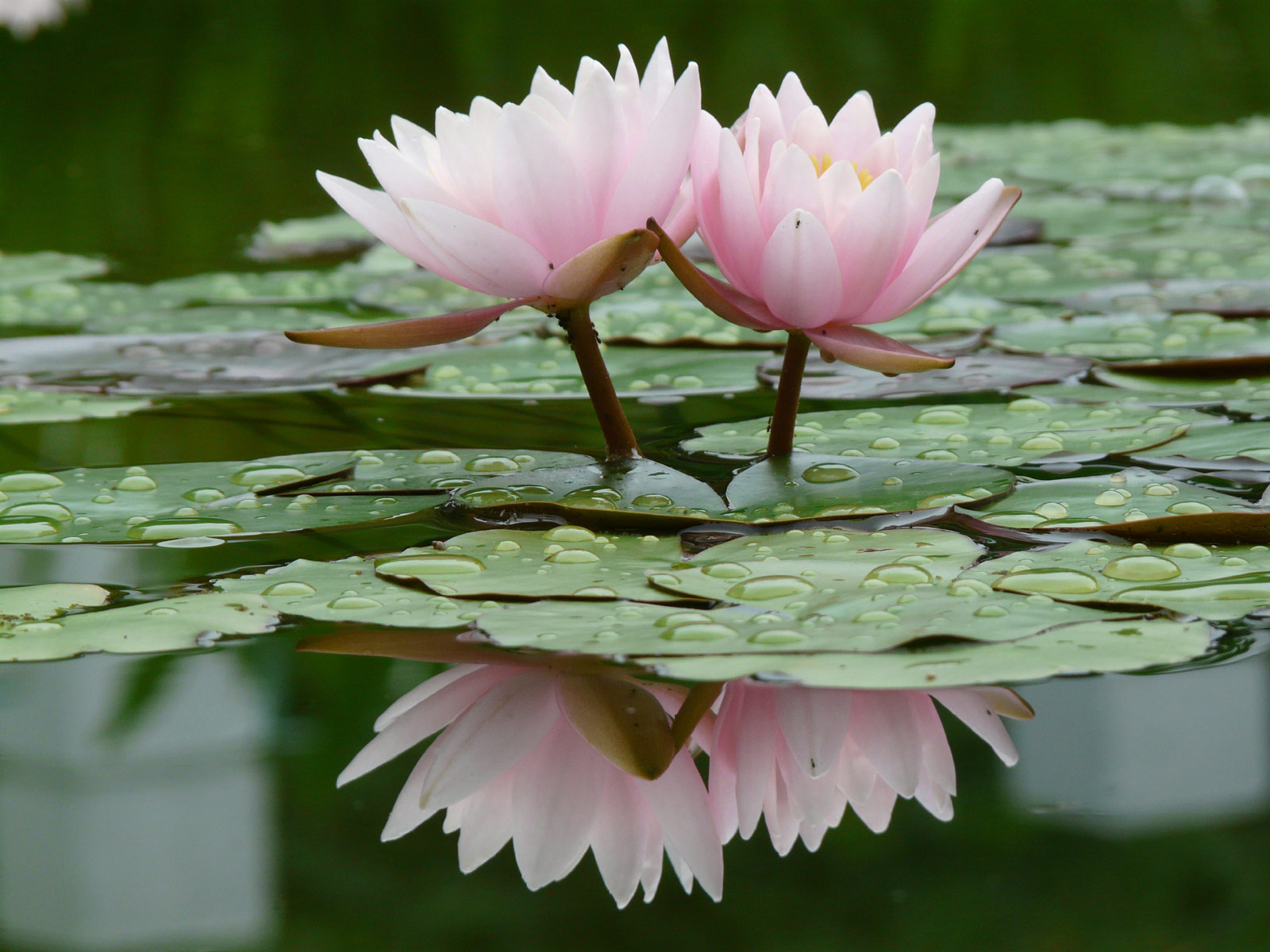 Ladyjskincare  Beauty Obsession Of The Day  Water Lilies