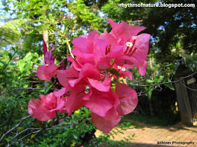 Pink Bougainvillea Pink Bougainvillea