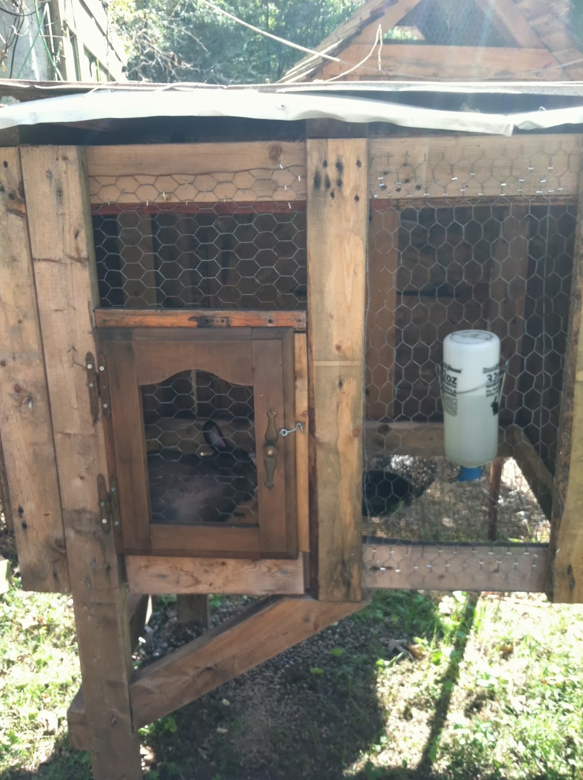 3 Kids and a Chicken Rabbit Care 101