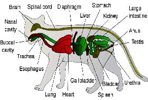 The Definition Of Anatomy The Definition Of Physiology