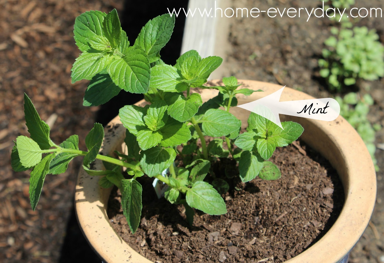 An Herb Garden | Home Everyday