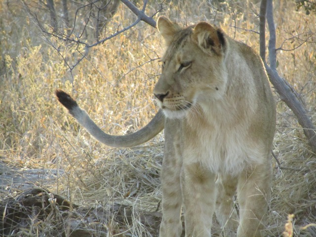 MUDDY HYENA: worth getting up for
