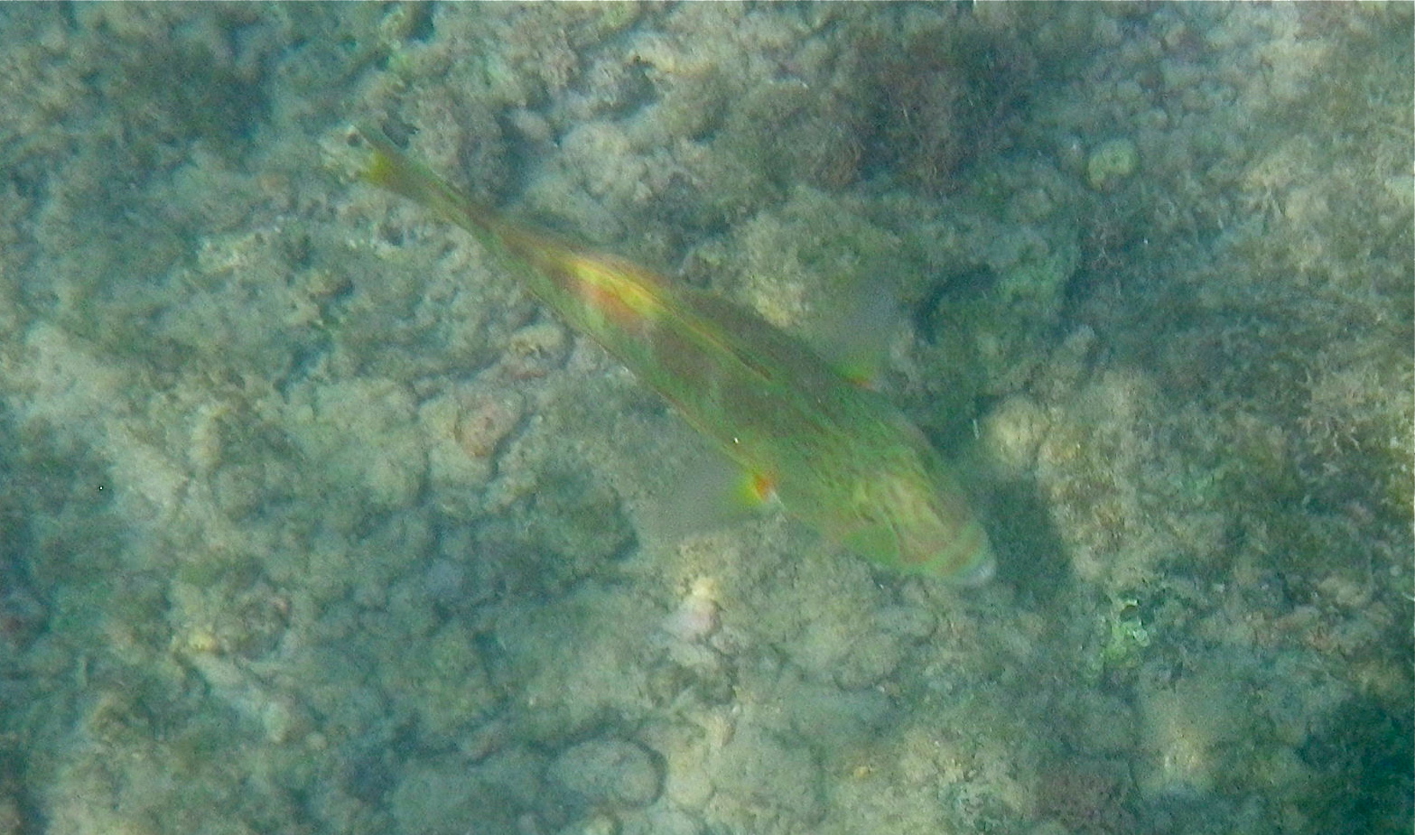 psychedelic waterfall christmas wrasse manini fish and psychedelic waterfall christmas wrasse manini fish and