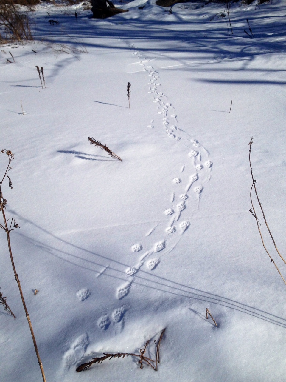 How do snowshoes work image