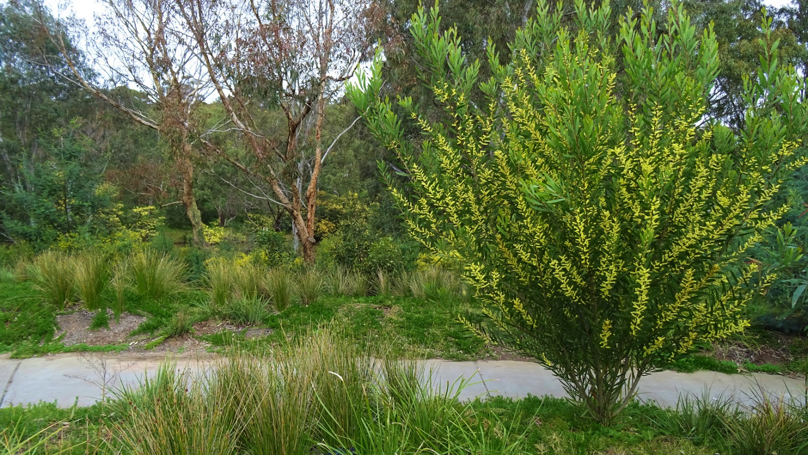 MAP MELBOURNE STREET TREES 126 COAST WATTLE
