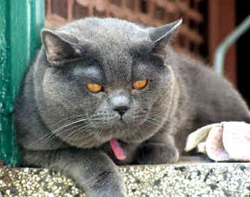 British Shorthair Cat Animals Library