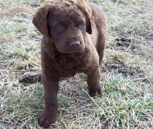 chesapeake retriever puppies puppy list pictures chesapeake retriever puppies puppy list pictures