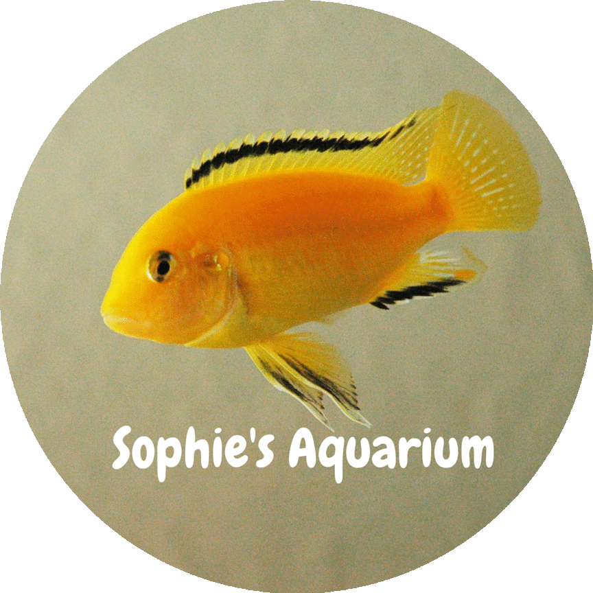 Sophie's Aquarium