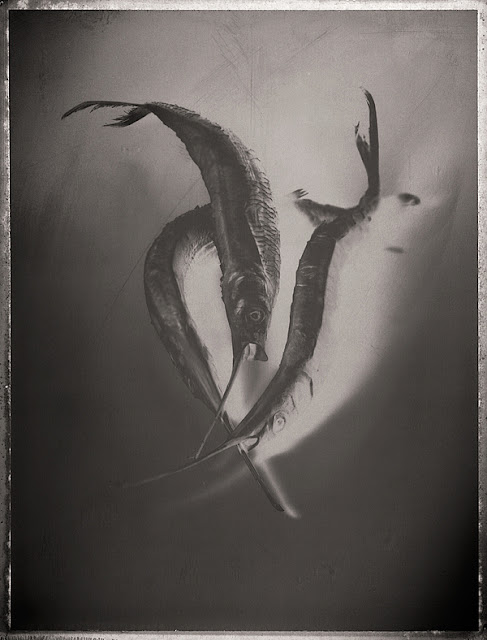 Морская жизнь на черно-белых фотографиях Дэвида Эллингсена