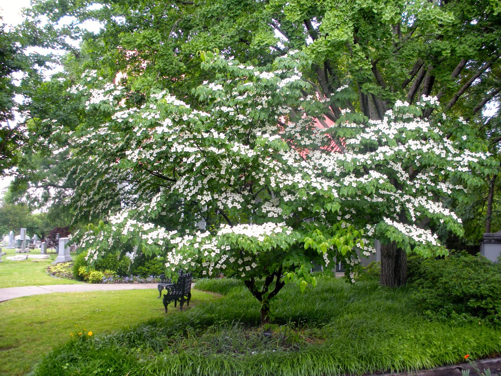 memphis trees rare trees memphis trees rare trees