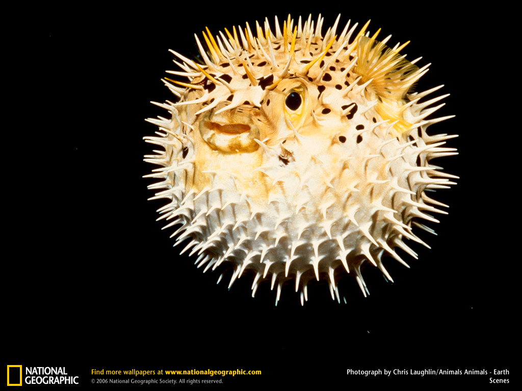 puffer fish puffer fish pictures for your project on animal picture society puffer fish puffer fish pictures for your project on animal picture society