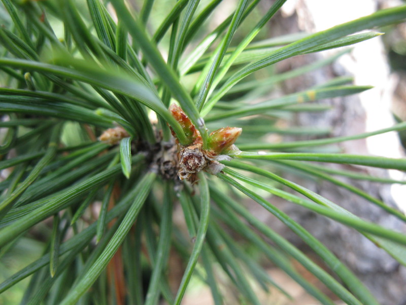 Taille des pousses de l'année des pins sylvestres