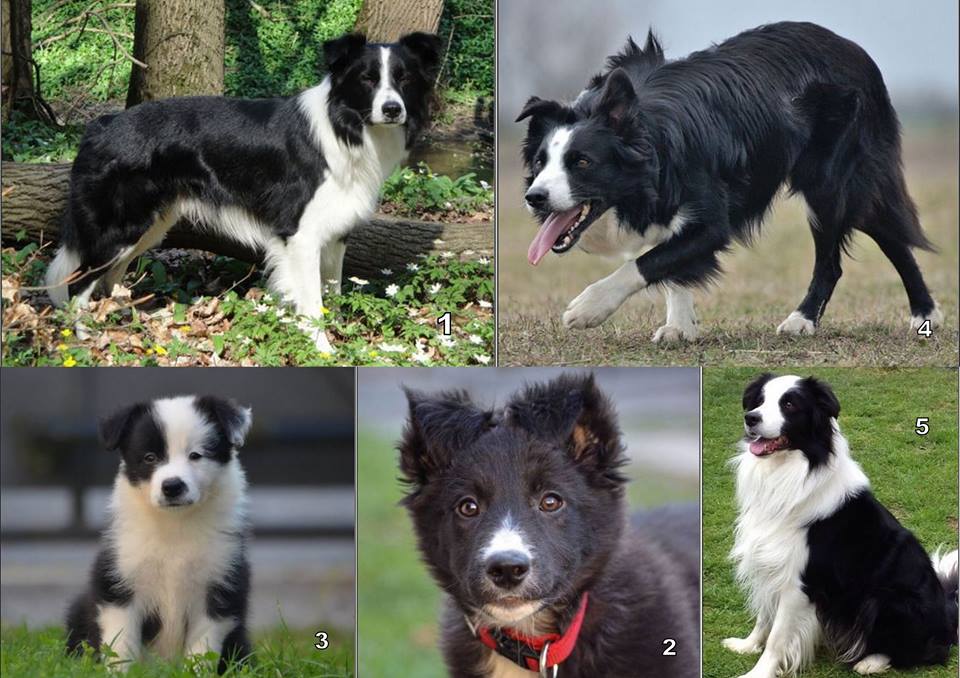 Border Collie Pedigree Cbkc Filhotes Alta Linhagem