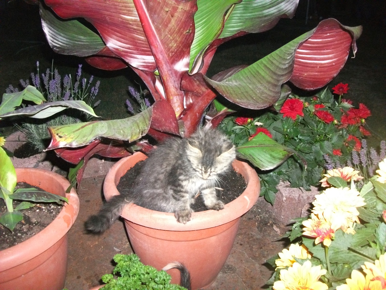 > Wasserfall Hintergrundbilder kostenlos - Hintergrundbilder Katzenbabys Kostenlos