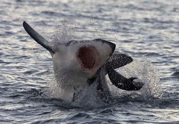 Amaze Pics & Vids: Sharks Hunt - Rare Photos, Part II...
