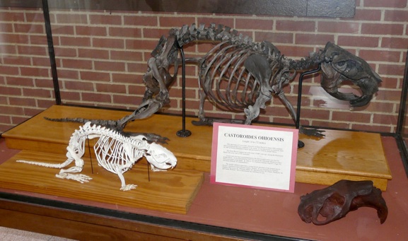 giant beaver fossil