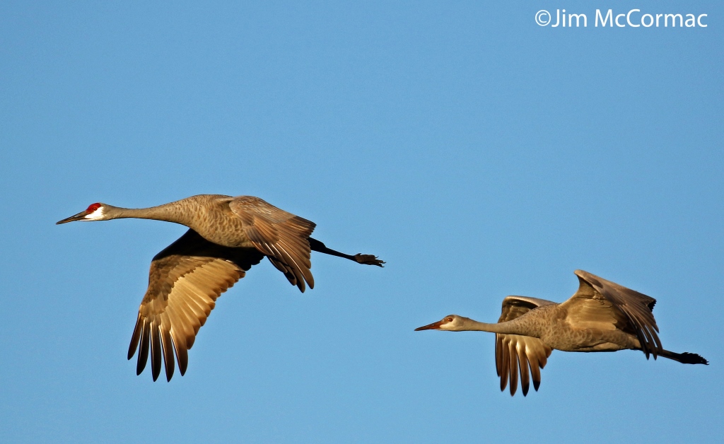 Ohio Birds and Biodiversity Sandhill Cranes over Indiana