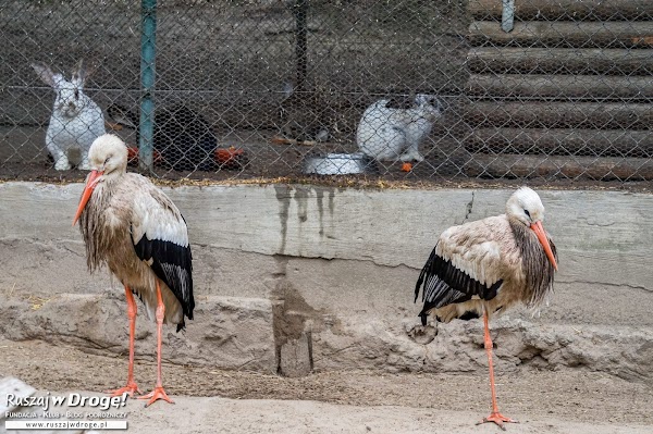 Miłosna - mini zoo dla zwierzaków