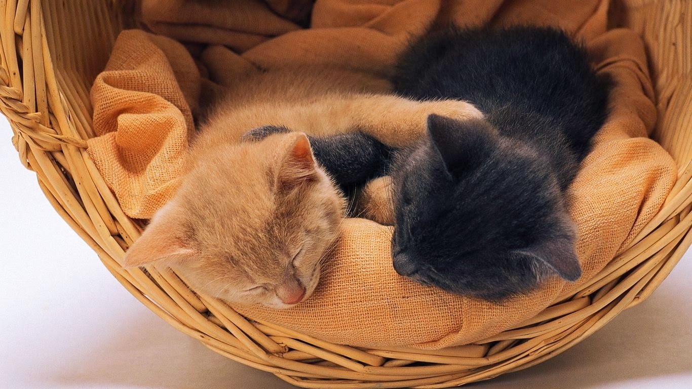 Lovely, Cute Kittens and Puppies