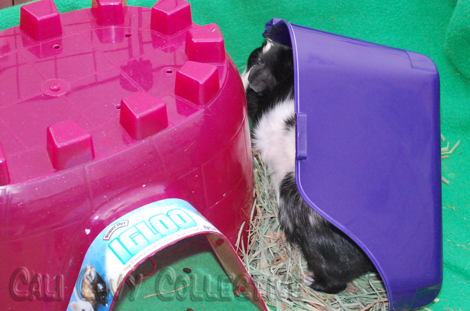 Cali Cavy Collective a blog about all things guinea pig Hay Solutions